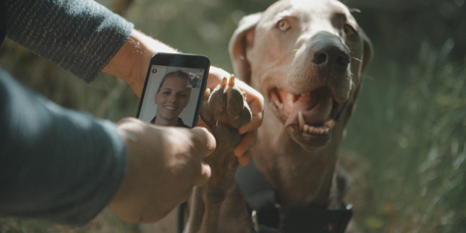 Stilla oron – nu kan du träffa en veterinär genom mobilen, gratis