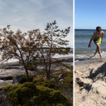 Julklappstips: Gör Stockholms skärgård vackrare – som Skärgårdsvän
