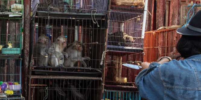 Skriv på listan – mot global handel med vilda djur