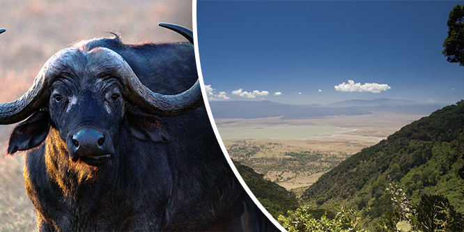 På span efter Afrikas Big Five på Serengetis ändlösa slätter