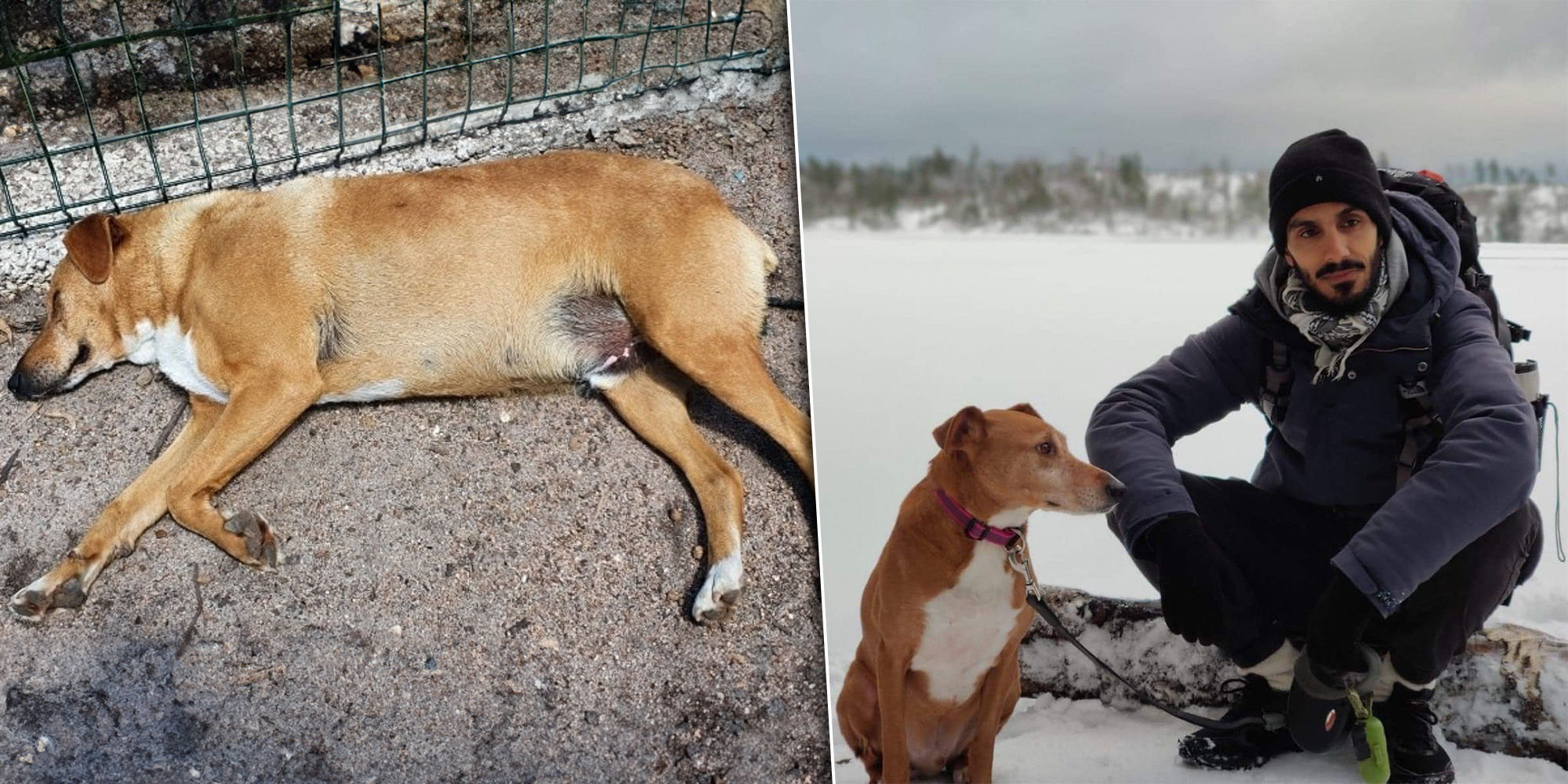 ”Svenska hundar besegrar foderkänslighet och övervikt med vegansk hundmat”